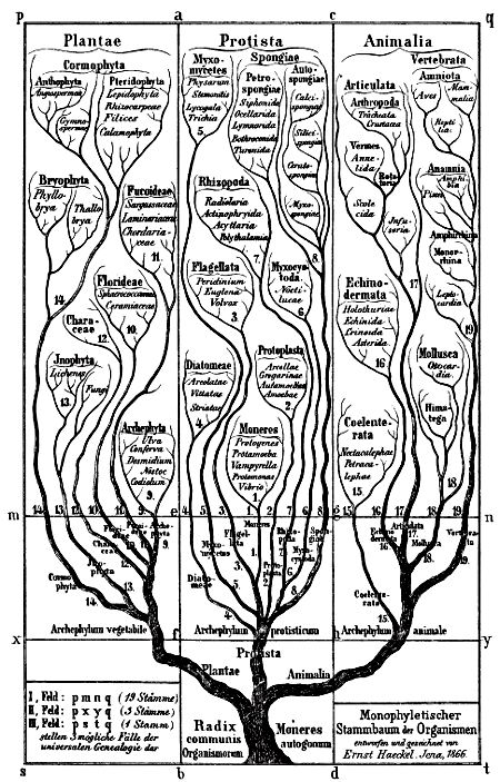 darwins-theory1 darwins-theory1