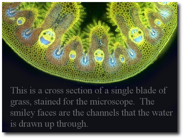 This is a cross section of a single blade of grass
